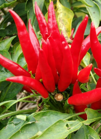 �t̫�(y��ng)����������������6�f����SHU��