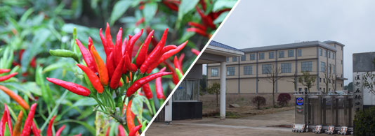 �t̫�(y��ng)����������������6�f����SHU��