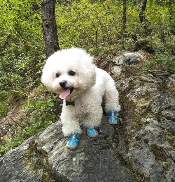 詠犬.jpg