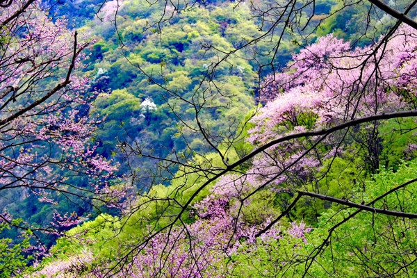 太平峪賞紫荊花配圖.JPG
