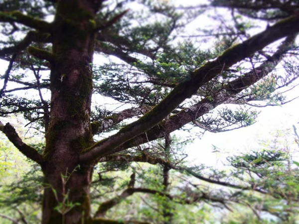 《冷杉》連載二  配圖（胡振華）.jpg