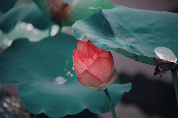 《廉》連載三  配圖（黨榮）.jpg
