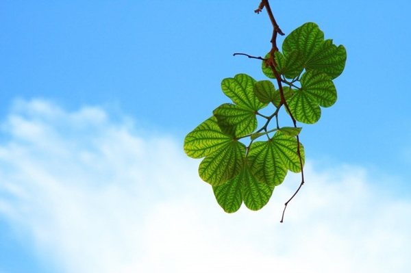 close-up-of-twig-with-leaves.jpg