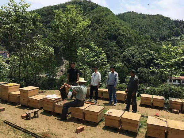 集中村養(yǎng)蜂基地 (2).jpg