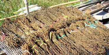 �����嶹������