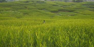 �������S���˷Nֲ����