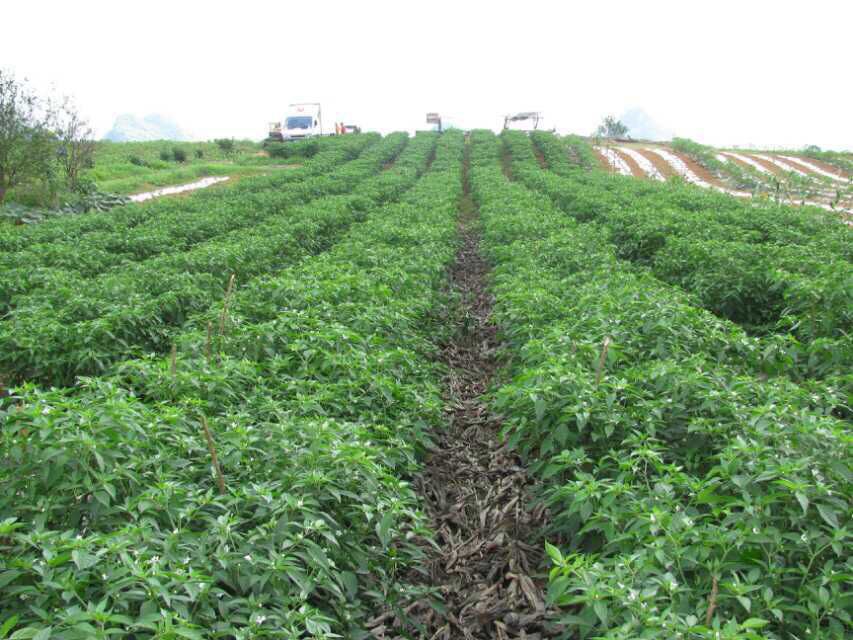 ���������I(y��)Ҏ(gu��)�������a(ch��n)����