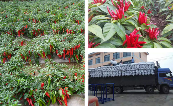 ���ϸ��������l(f��)