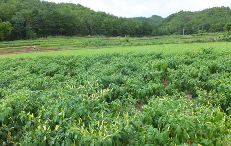 Ұɽ�����l(f��)