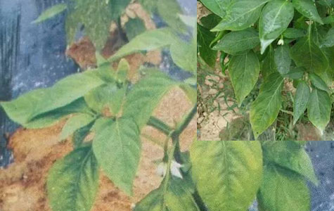 ���������l(f��)