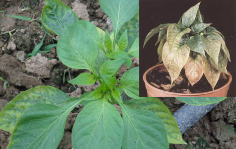 ���콷���l(f��)