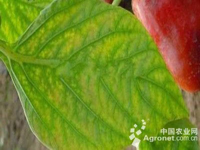 ��(y��u)�|(zh��)������